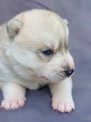 Les chiots de Siberian Husky