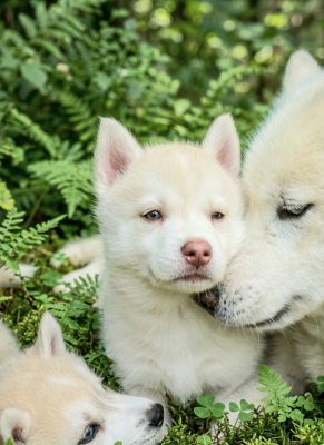 Les chiots de Siberian Husky