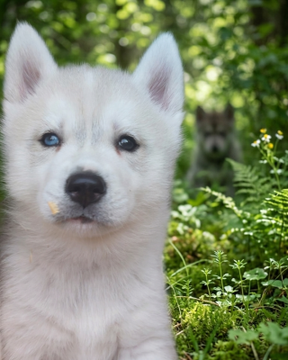 Les chiots de Siberian Husky
