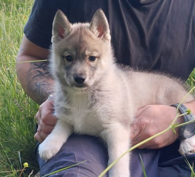 Les chiots de Siberian Husky