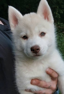 Les chiots de Siberian Husky
