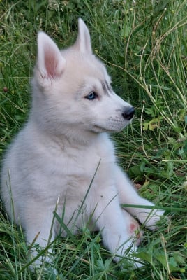 Les chiots de Siberian Husky