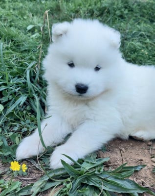 Chiot N°2 - Samoyède