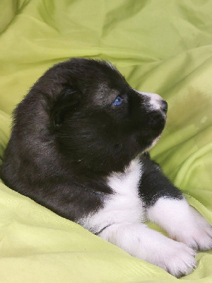 Les chiots de Siberian Husky