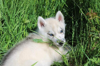 CHIOT - Siberian Husky