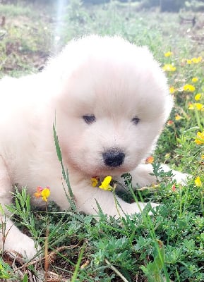 Les chiots de Samoyède