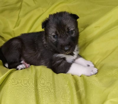Les chiots de Siberian Husky