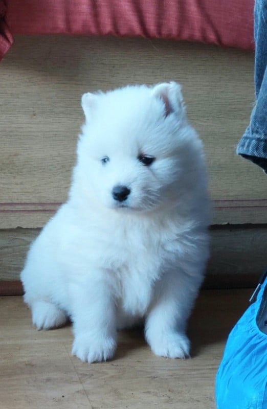 Samoyède - Of Moonlight's Rhapsody