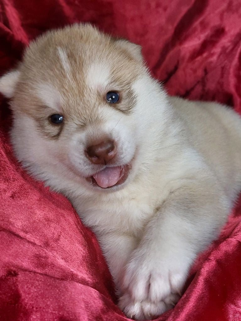 Siberian Husky - Of Moonlight's Rhapsody