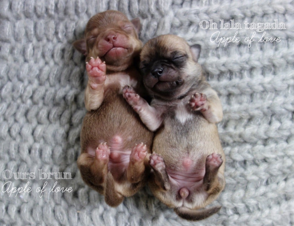 chiot Chihuahua Apple Of Love