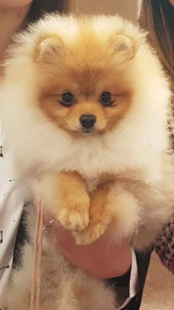 caletto Deep run easy peasy - MEILLEUR PUPPY