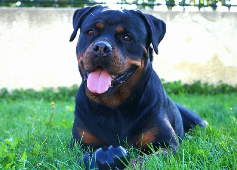 CH. Reginna of kinders royal rott