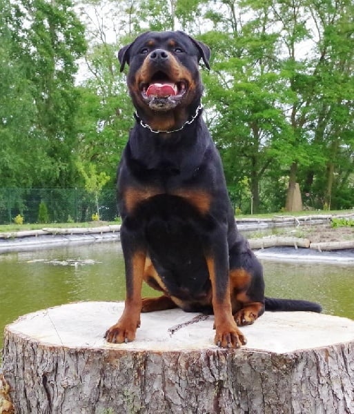 Haxell von Cadurcorum