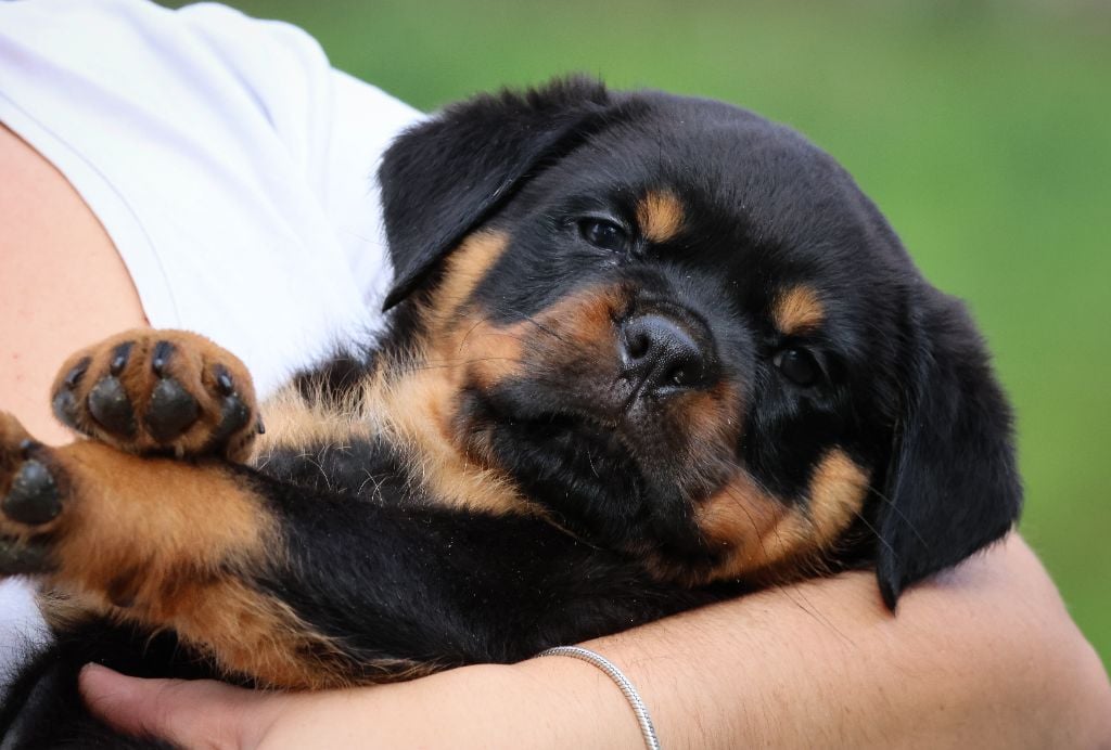 Volcon House Of Warrior