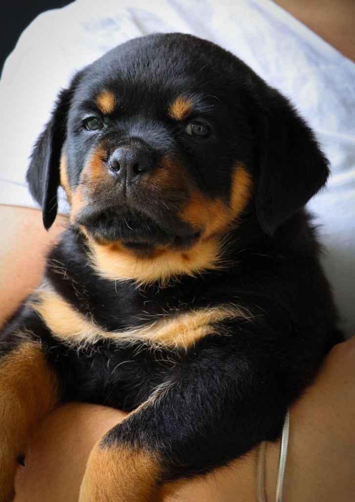 Volcon House Of Warrior