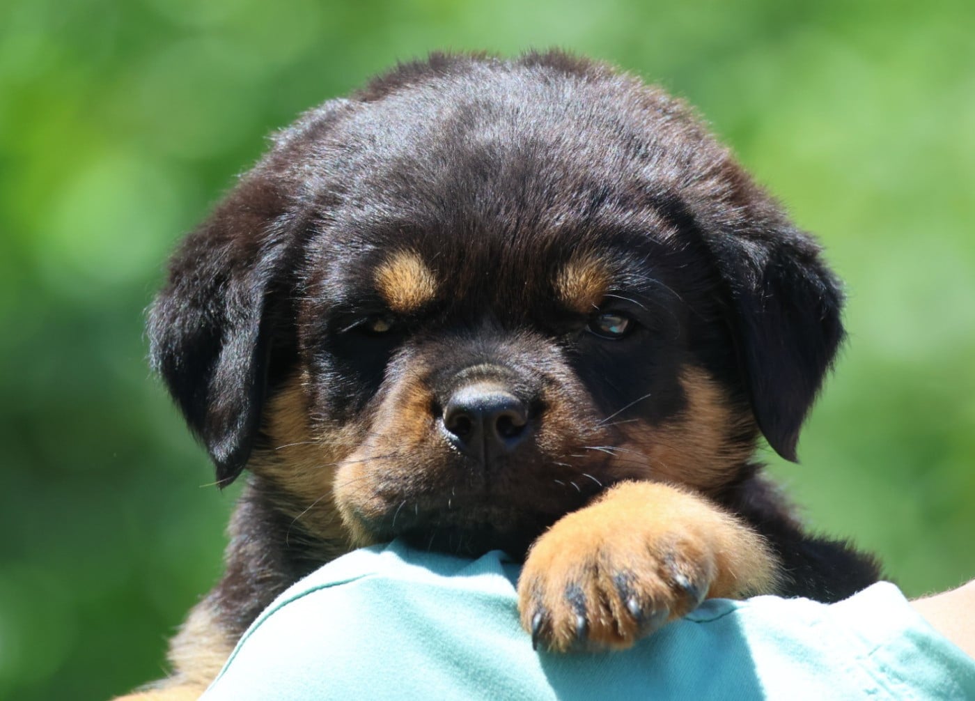 Rottweiler - House Of Warrior