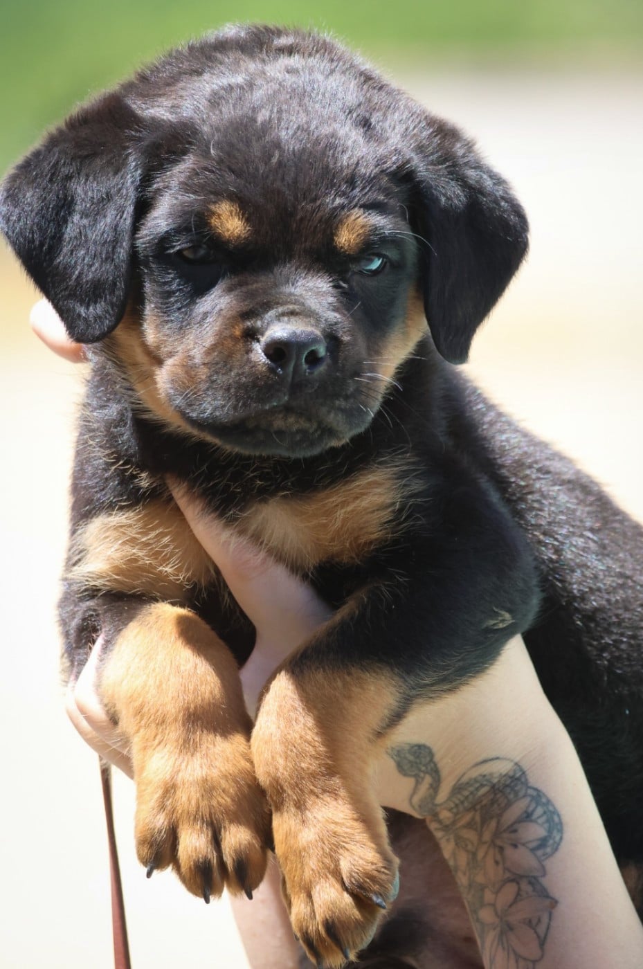 Rottweiler - House Of Warrior