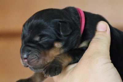 Les chiots de Rottweiler
