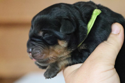 Les chiots de Rottweiler