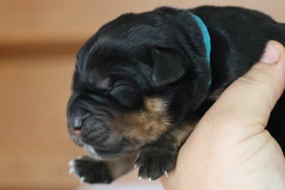 Les chiots de Rottweiler