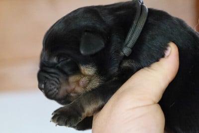 Les chiots de Rottweiler