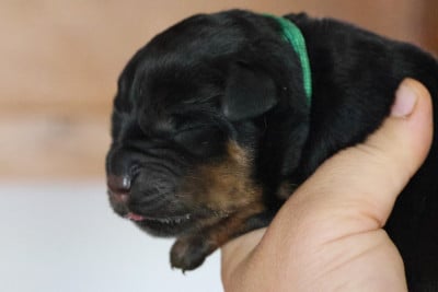 Les chiots de Rottweiler