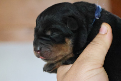 Les chiots de Rottweiler