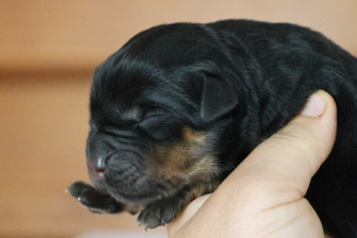 Les chiots de Rottweiler