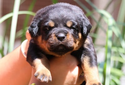 Les chiots de Rottweiler
