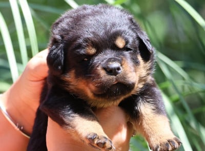 Les chiots de Rottweiler