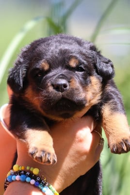 Les chiots de Rottweiler