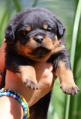 Les chiots de Rottweiler