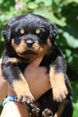Les chiots de Rottweiler