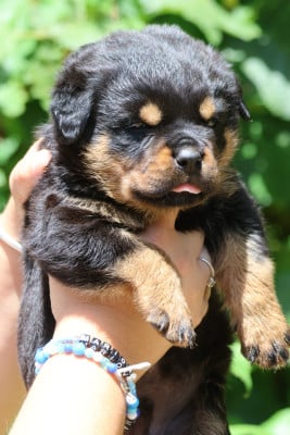 Les chiots de Rottweiler