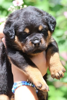Les chiots de Rottweiler