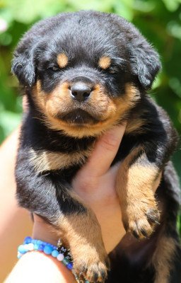 Les chiots de Rottweiler