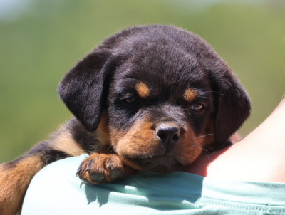 Les chiots de Rottweiler