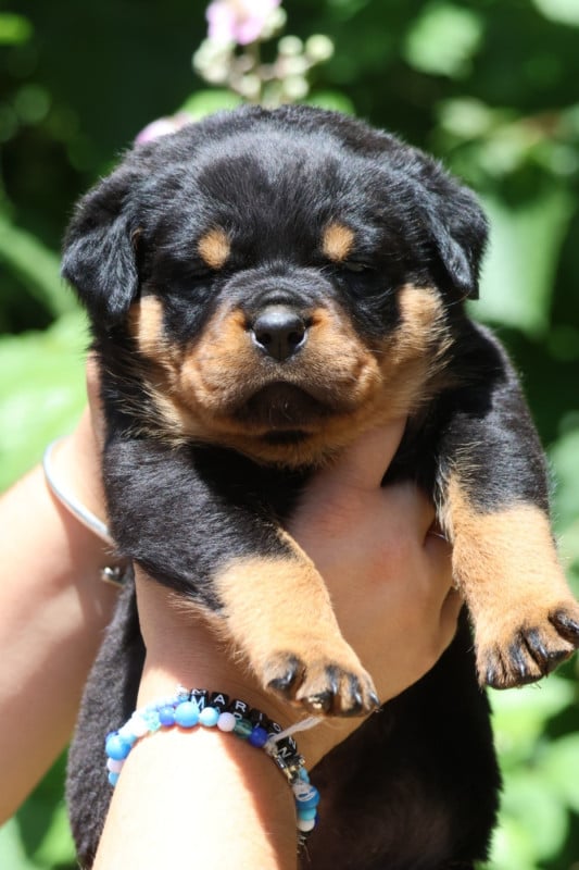 Rottweiler - House Of Warrior
