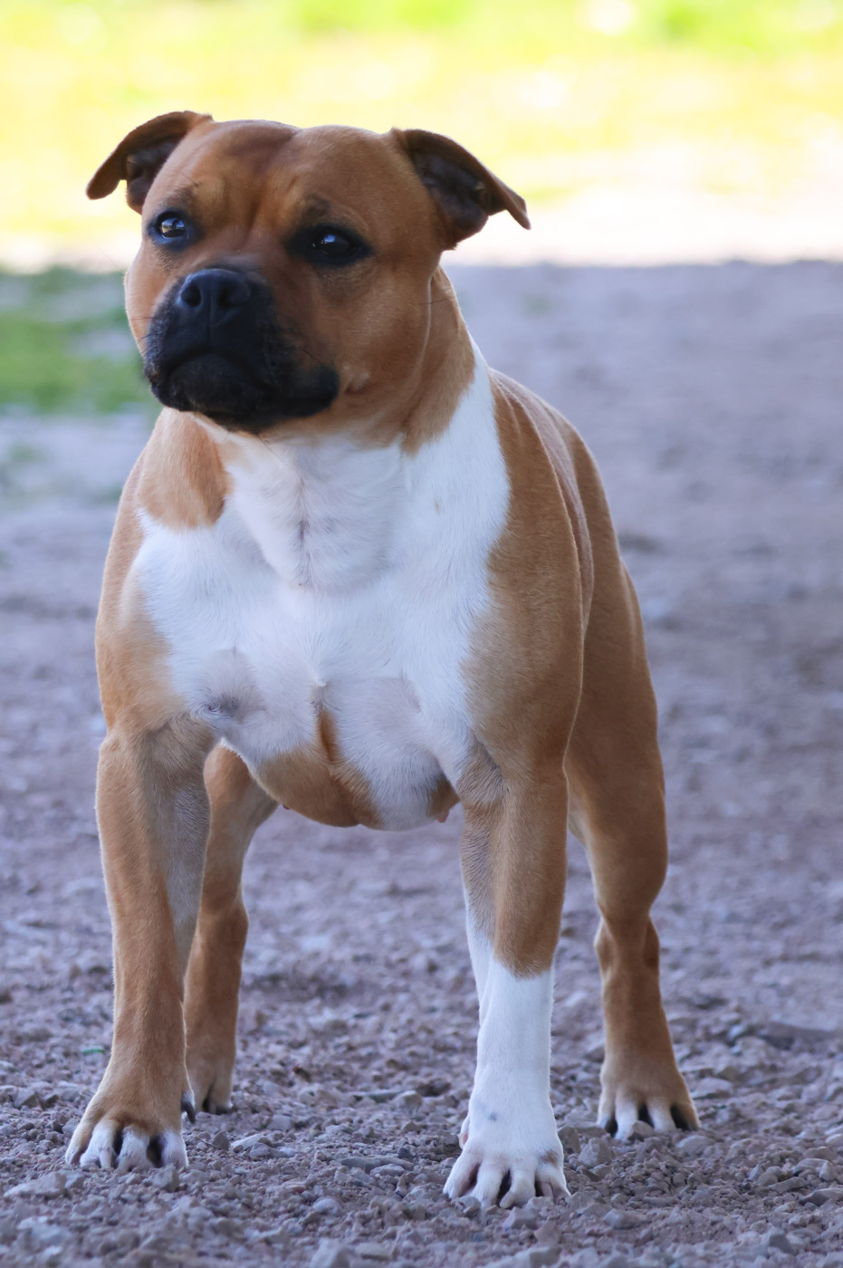 CH. & multi jch. the french connection House Of Warrior - 1 ER EXCELLENT CLASSE CHAMPION + MEILLEURE DE RACE SEXE OPPOSÉ