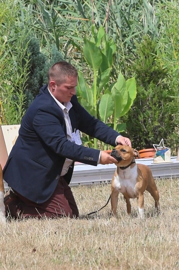 CH. & multi jch. the french connection House Of Warrior - 1 ER EXCELLENT CLASSE CHAMPION + MEILLEURE DE RACE