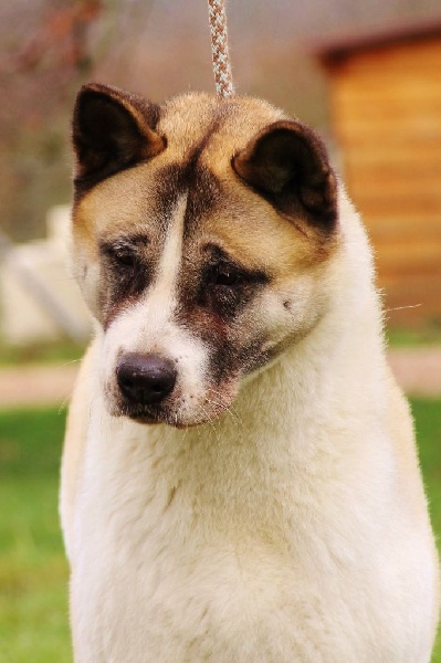 Publication : d'Aucérès Auteur : Aucérès Akita