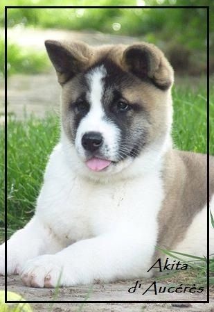 Publication : d'Aucérès Auteur : Aucérès Akita