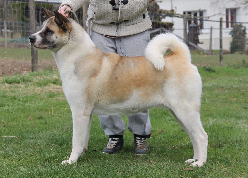 Publication : d'Aucérès Auteur : Aucérès Akita