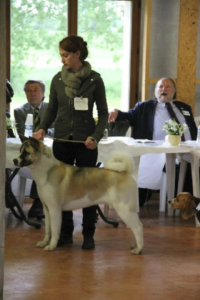 Publication : d'Aucérès Auteur : Aucérès Akita