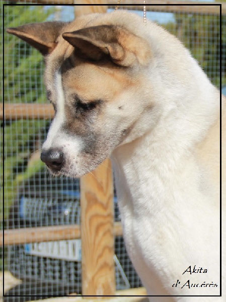 Publication : d'Aucérès Auteur : Aucérès Akita