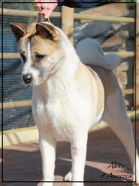 Publication : d'Aucérès Auteur : Aucérès Akita