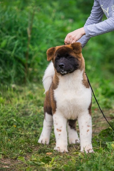 vladyka moskovii Celebrated persona