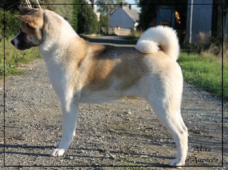 Publication : d'Aucérès Auteur : Aucérès Akita