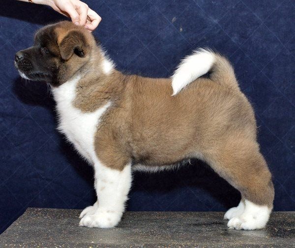 vladyka moskovii Celebrated persona