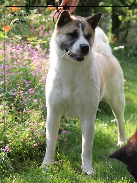 Publication : d'Aucérès Auteur : Aucérès Akita